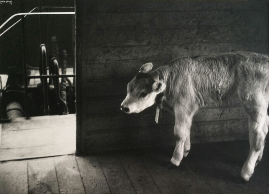 galerie-ahlers-fotografie-ilse-bing-Calf-in-Rail-stockcar,-Kälbchen-im-Viehwagen